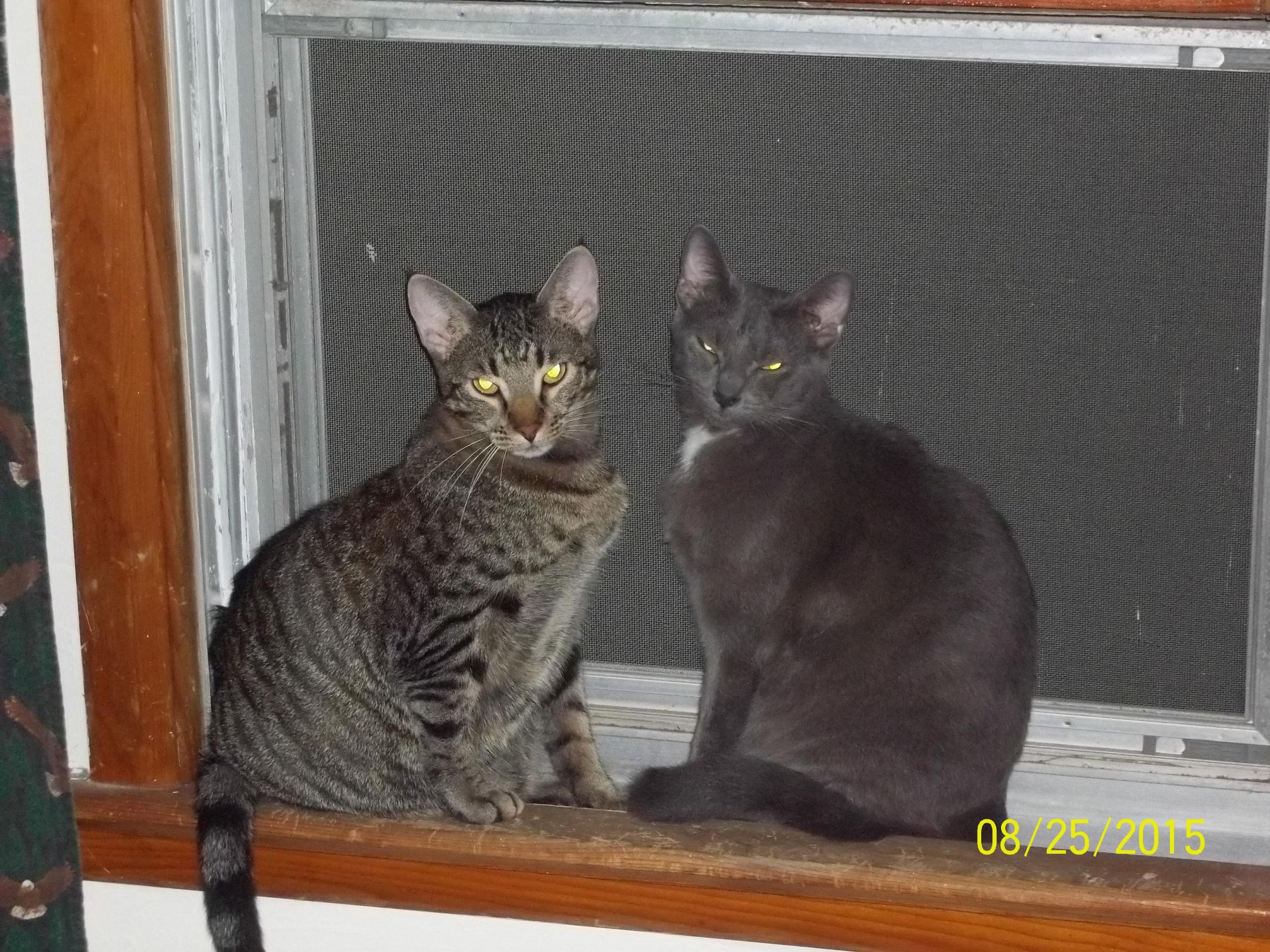 Window Cats Memes Imgflip