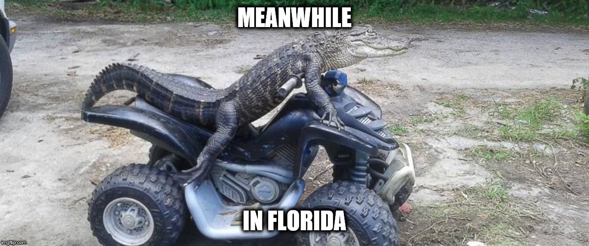 Meanwhile in Florida Imgflip