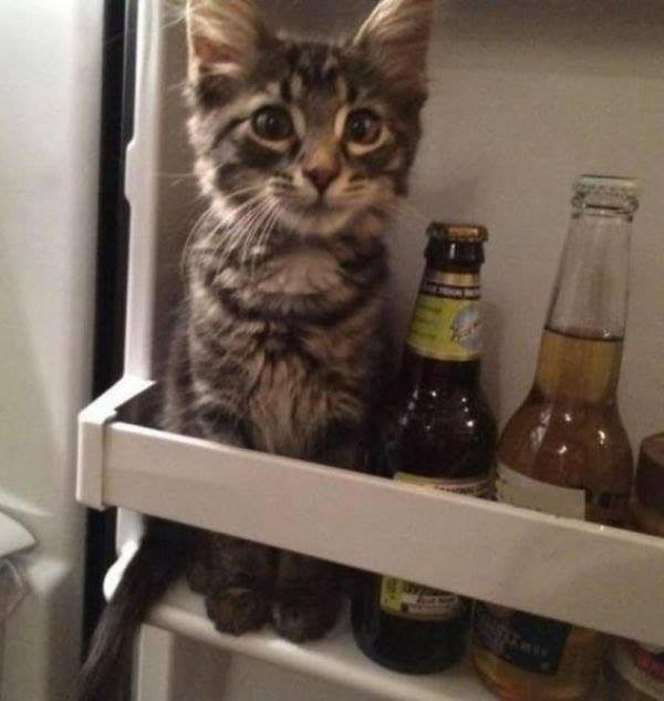 Cat in Fridge Memes Imgflip
