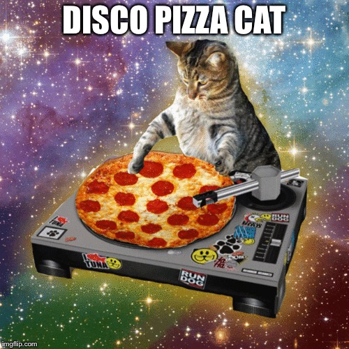 Image tagged in cats,disco,pizza cat Imgflip