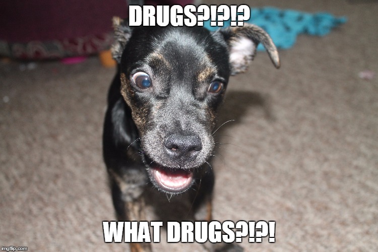 Image tagged in dogs,drugs Imgflip