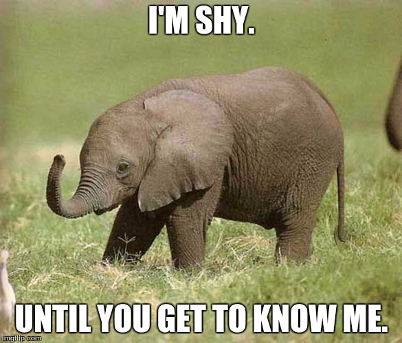 Baby elephant Imgflip