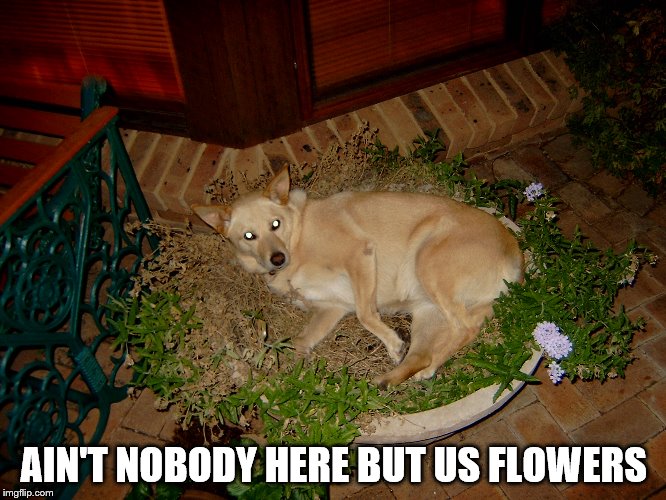 Dog that thinks it's a flower. Imgflip