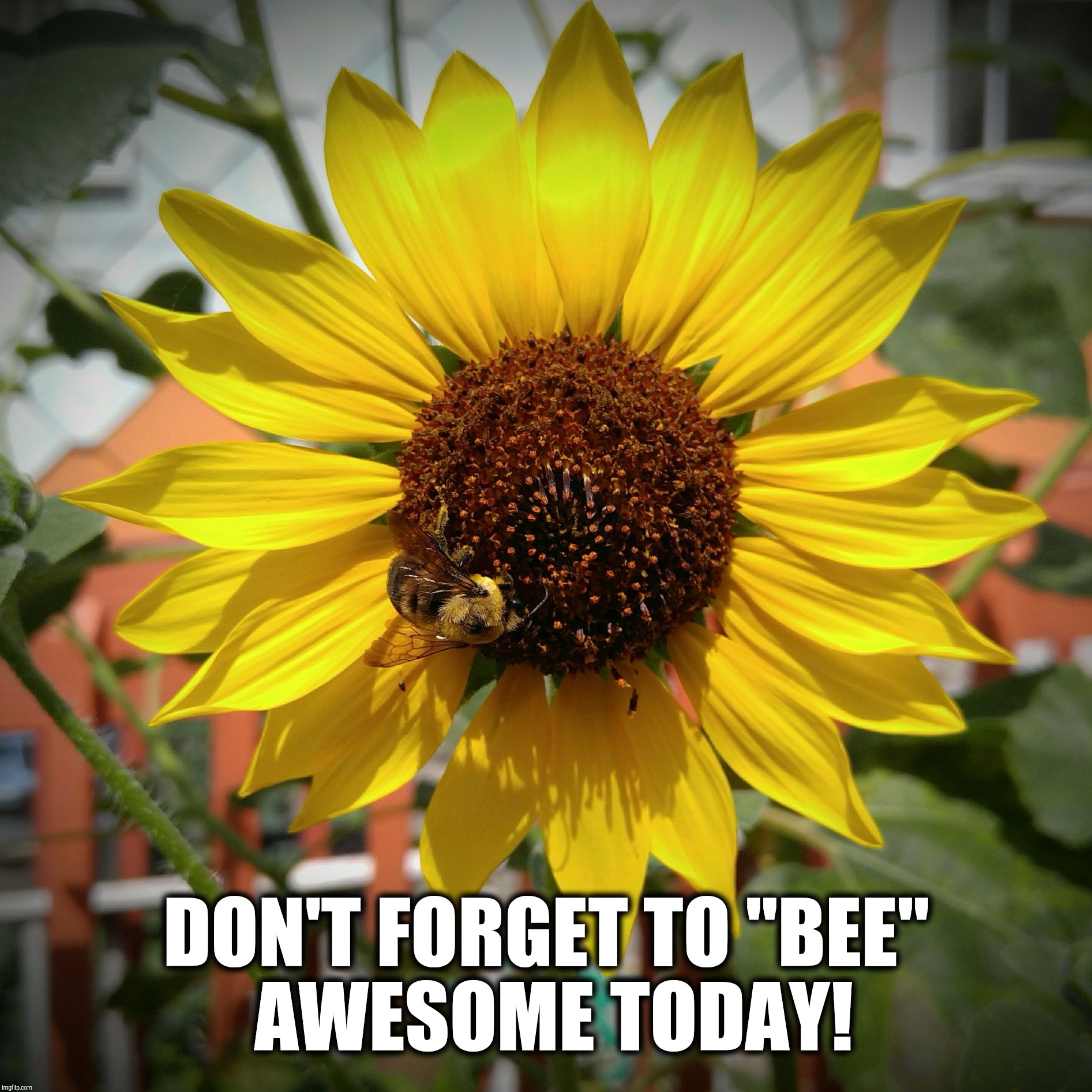 Don't to bee awesome today! Imgflip