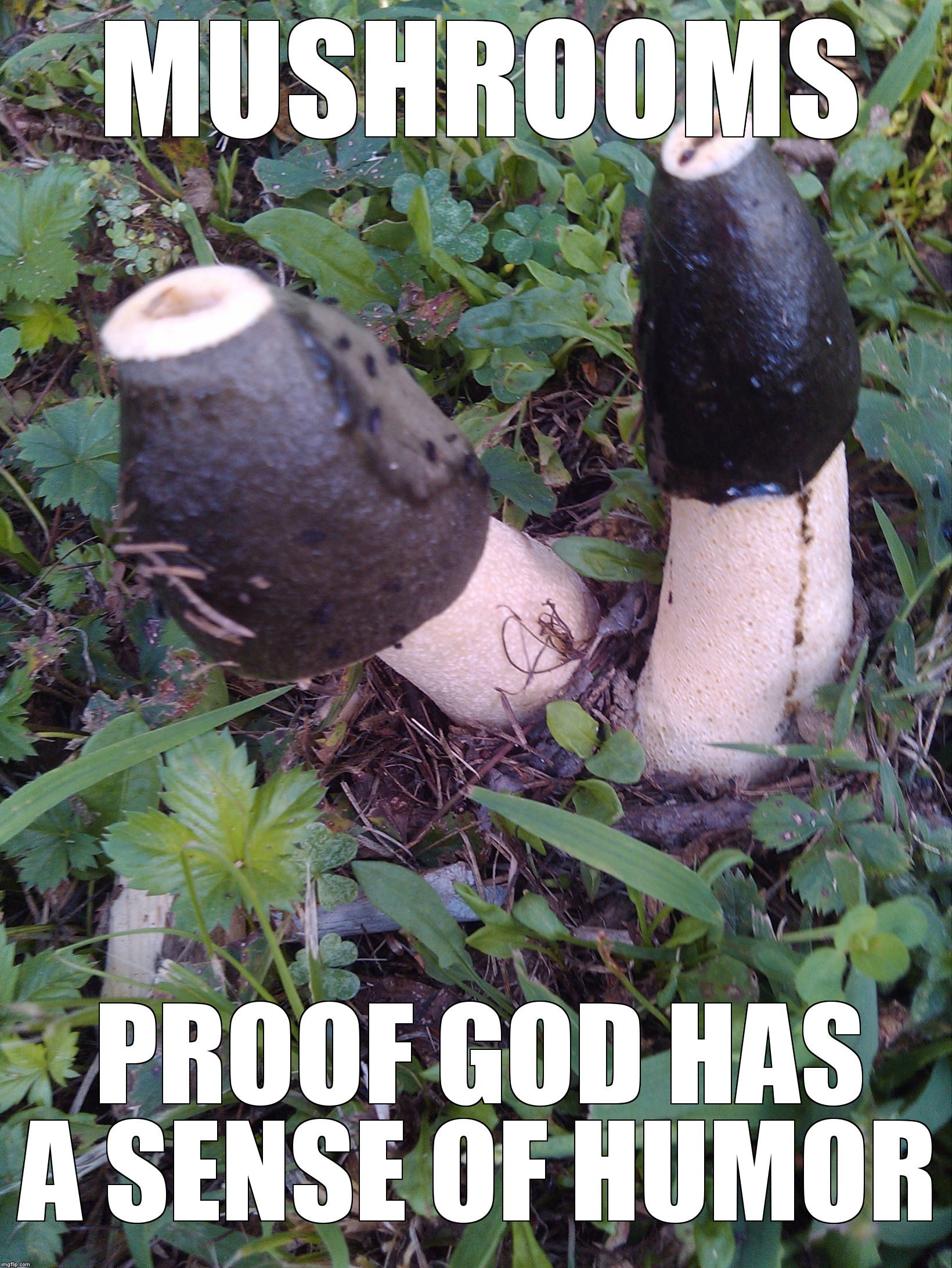 Image tagged in mushrooms Imgflip