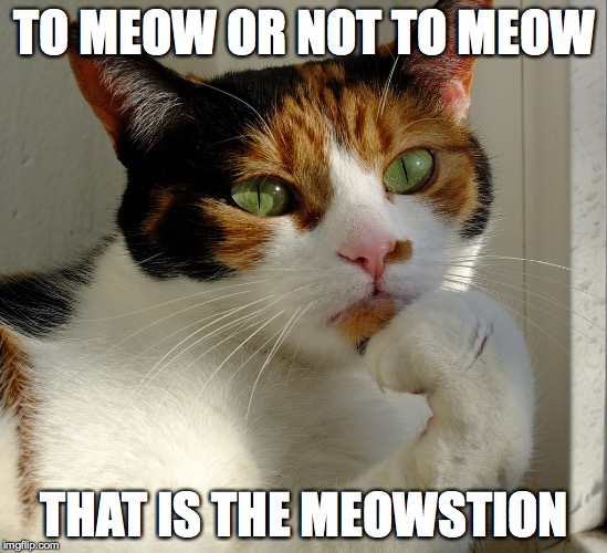 Philosophical Shakespeare Cat Imgflip