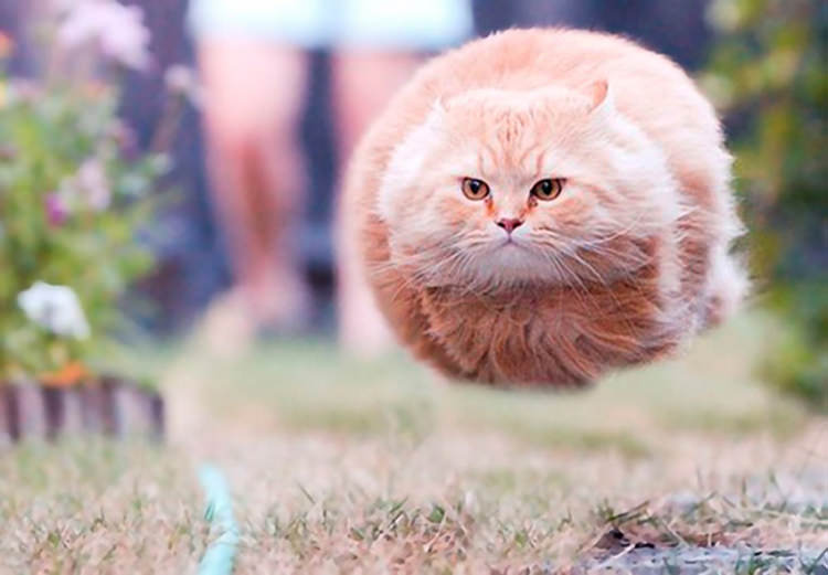 Flying Cat Blank Template Imgflip