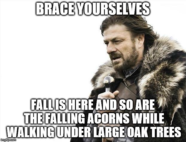 Fall Is Here Imgflip