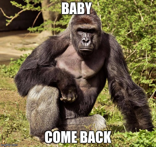 Image tagged in harambe Imgflip