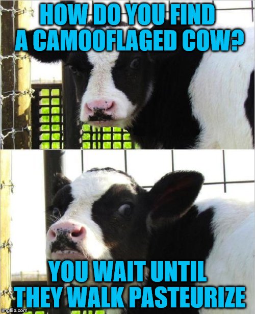 cows Imgflip