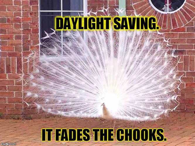 Image tagged in daylight savings time Imgflip