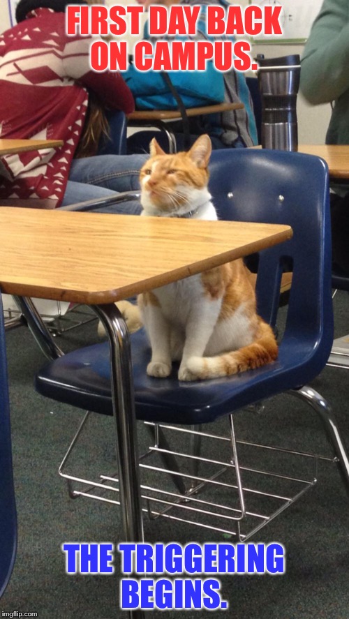 Campus Cat Memes Imgflip