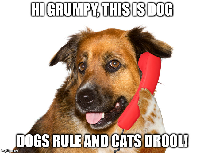 Hi, This Is Dog Imgflip