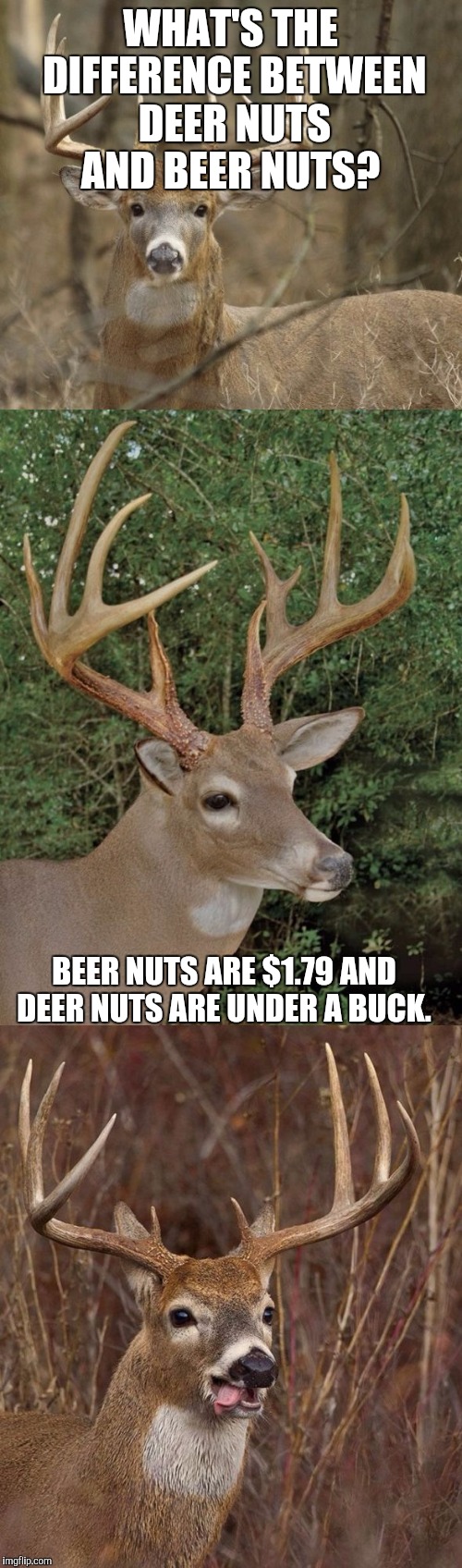 Bad Pun Buck Imgflip