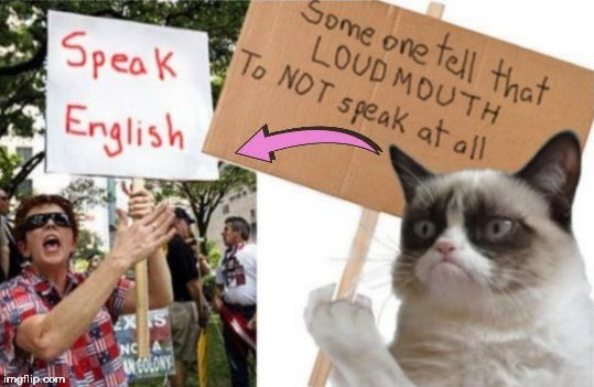 cat meme Imgflip