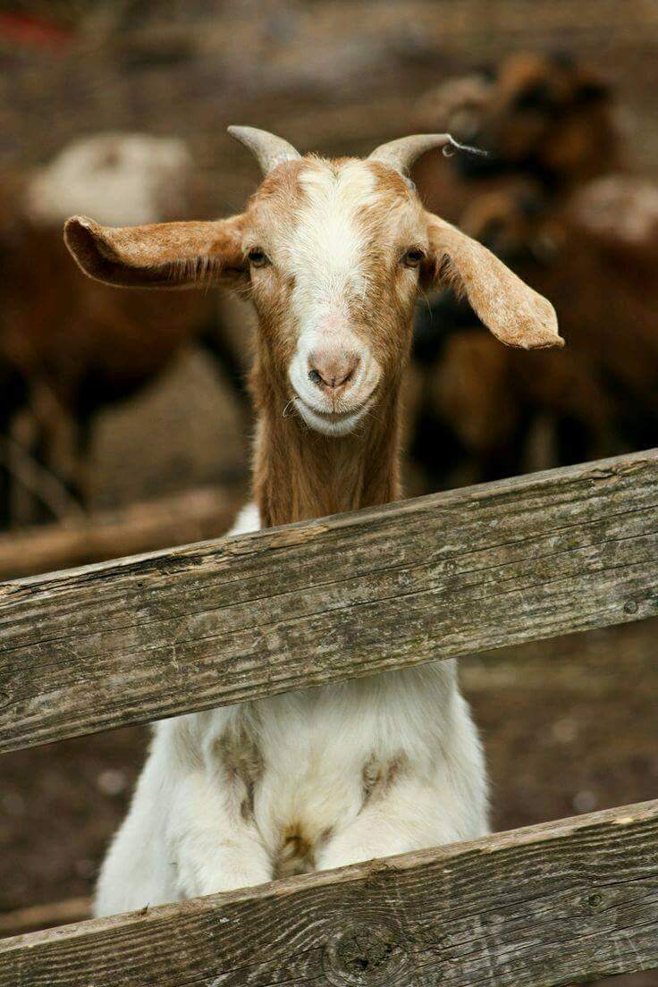 "goat" Meme Templates Imgflip