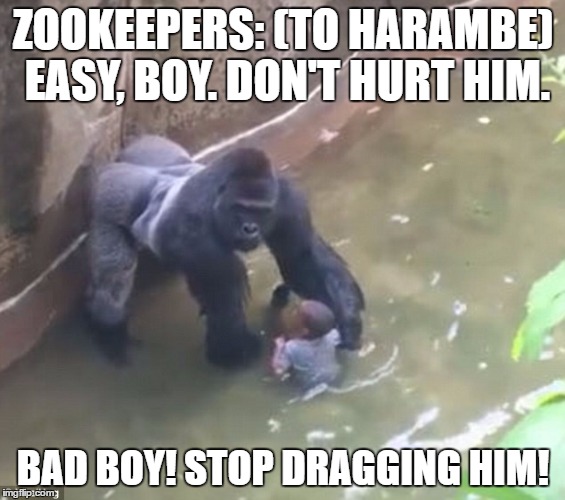 Harambe Imgflip