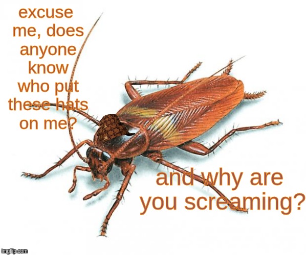 Cockroaches Meme