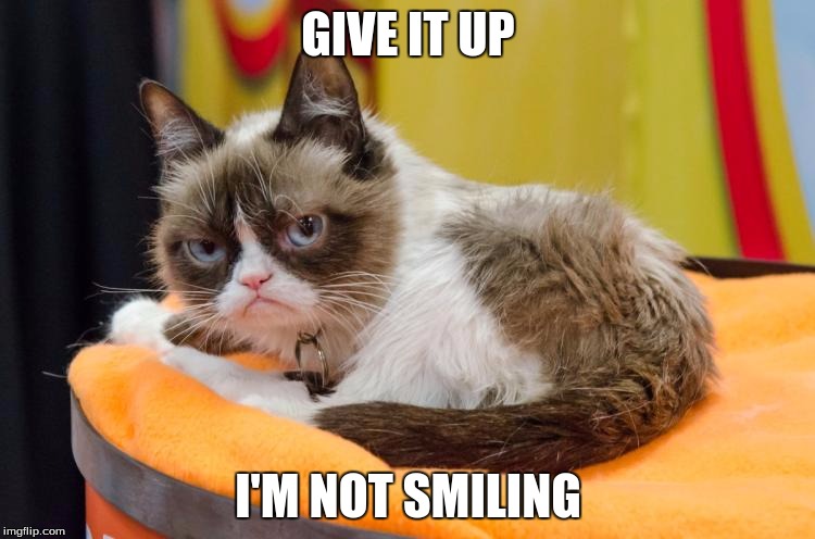 Image tagged in grumpy cat bed Imgflip
