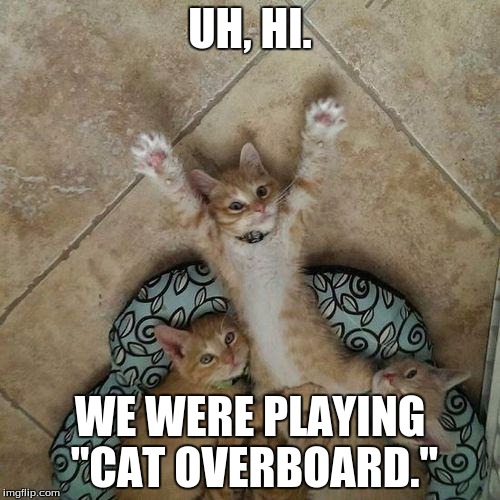 3 kittens Imgflip