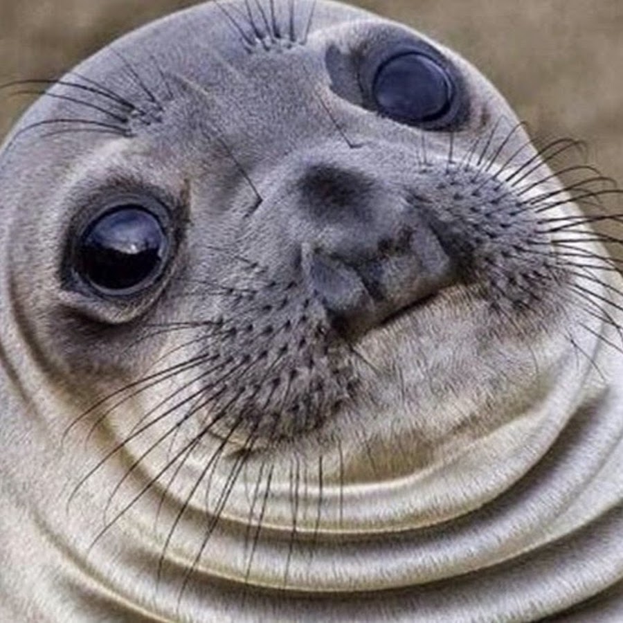 awkward seal square Blank Template Imgflip