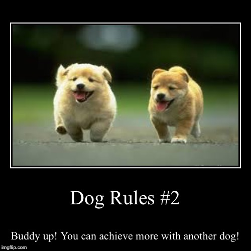 Dog Rules 2 Imgflip