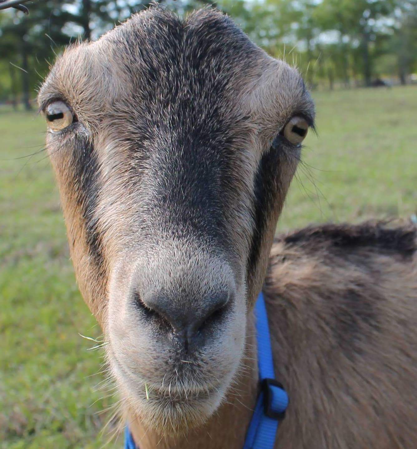 "goat" Meme Templates Imgflip