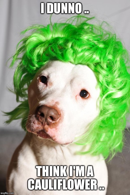 Green Wig Dog Imgflip