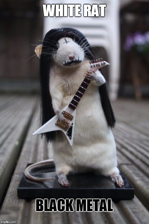 black metal rat Imgflip