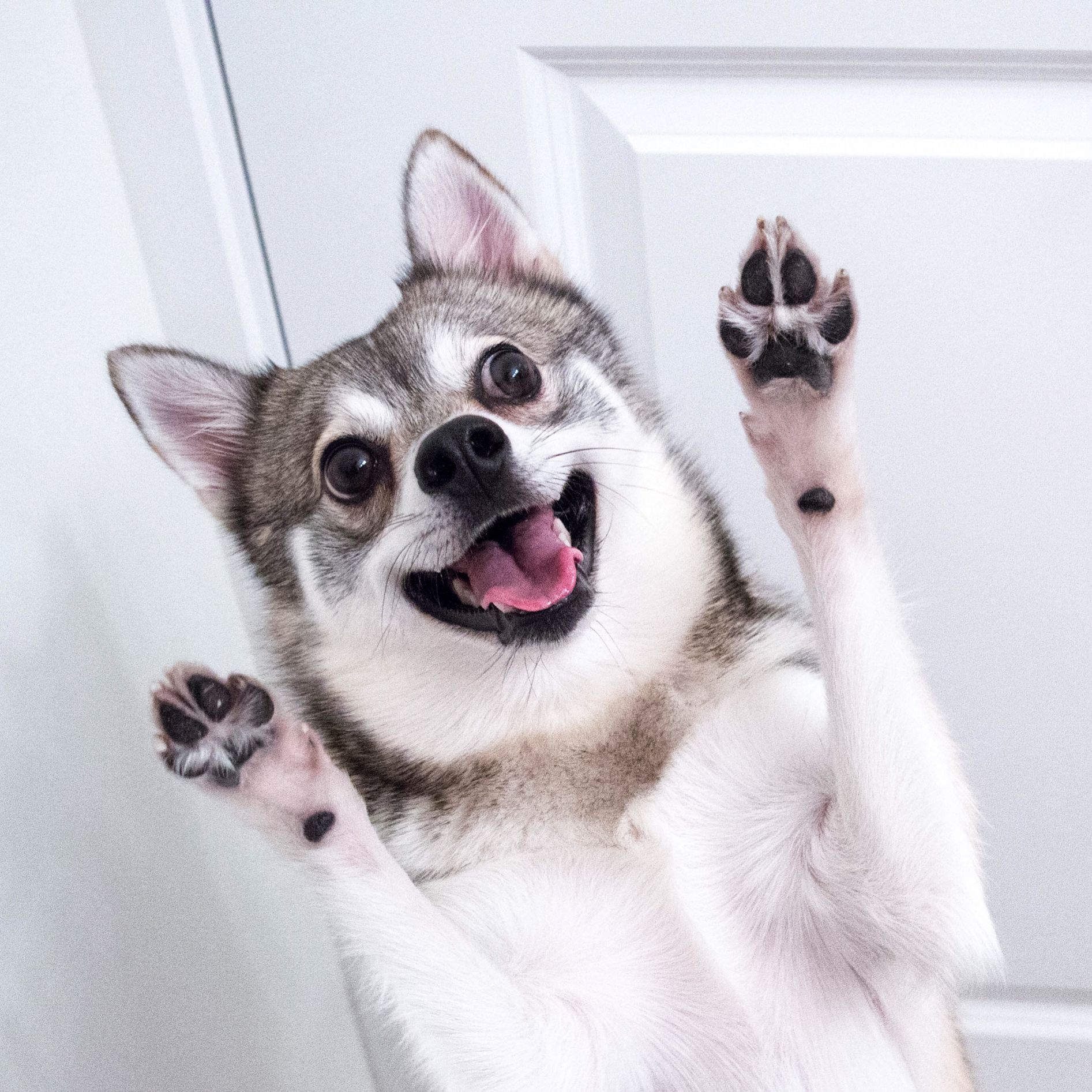 happy dog Blank Template Imgflip