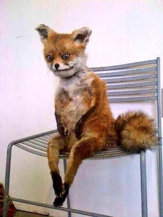 drunken fox Blank Template Imgflip