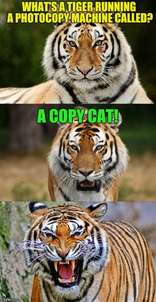 Tiger Puns Imgflip