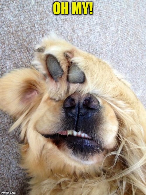 Very Clever Dog Imgflip