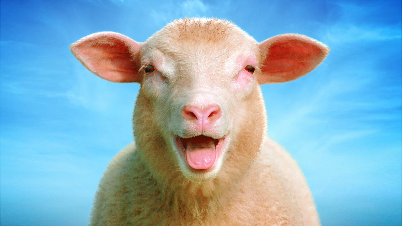 Laughingsheep Blank Template Imgflip