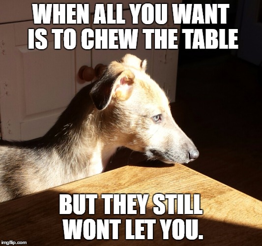 chewy puppy Imgflip