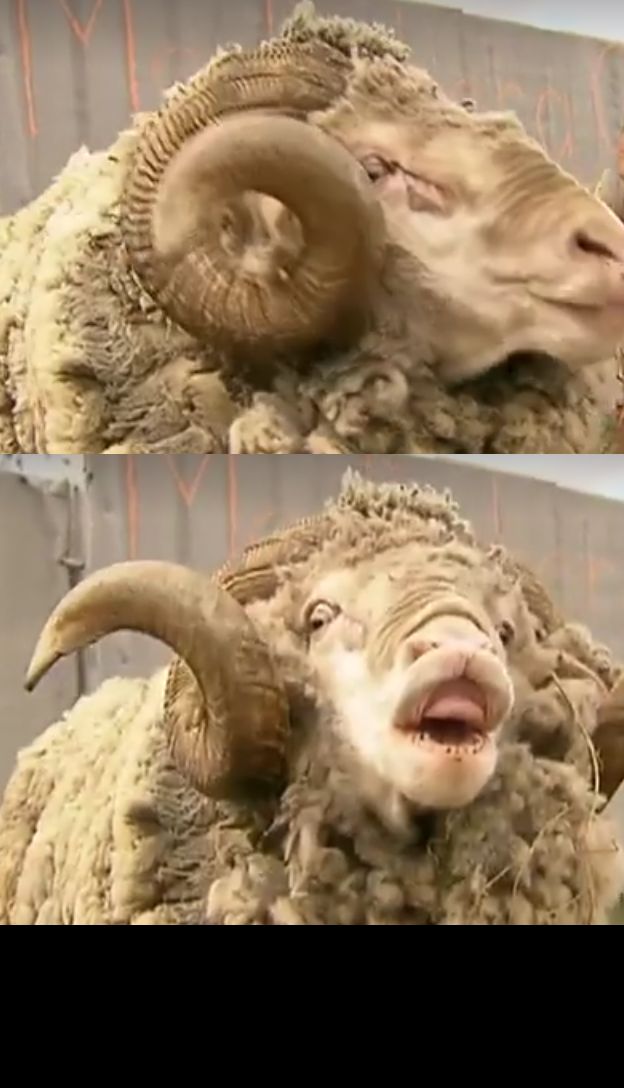 Sheep Ram Blank Template Imgflip