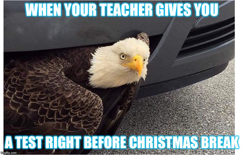 crazy eyed bird Memes & GIFs Imgflip