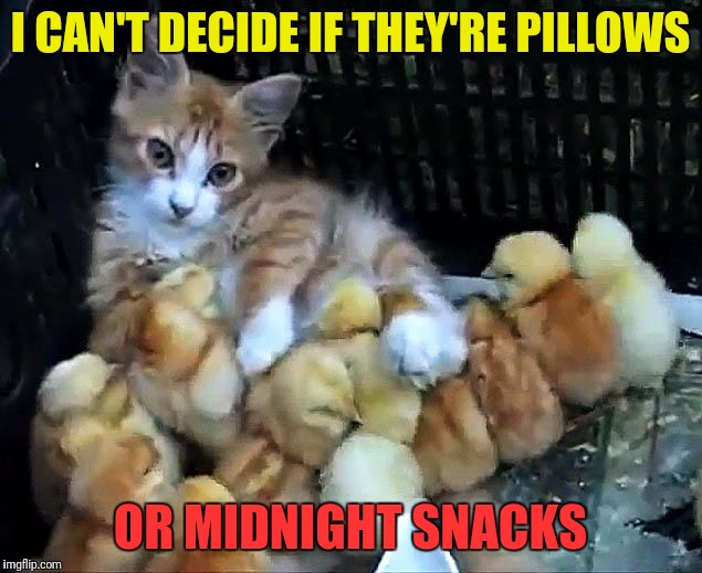 Image tagged in cats,chicks Imgflip