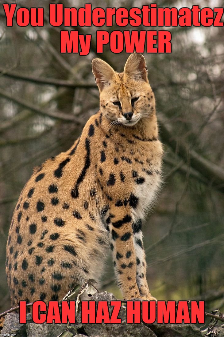 wildcats Memes & GIFs Imgflip