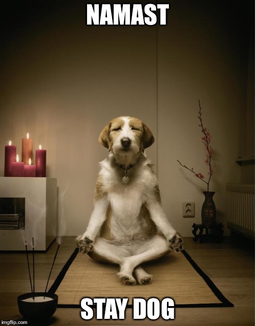 dog meditation funny Imgflip