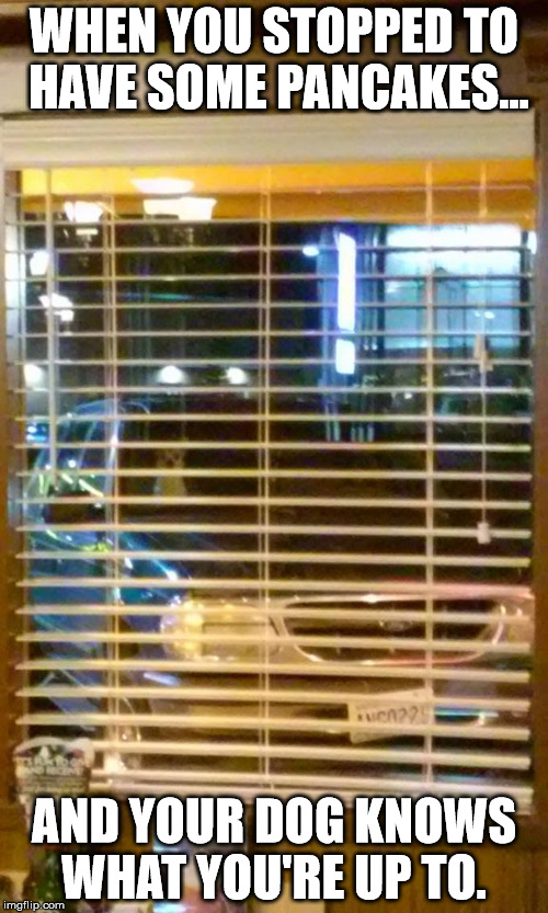 Image tagged in staring dog Imgflip