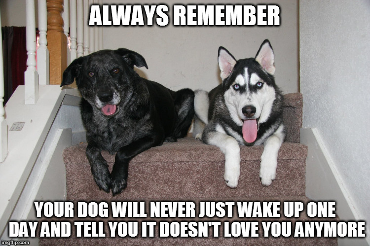 Your dog will never just wake up one day and tell you it doesn't love