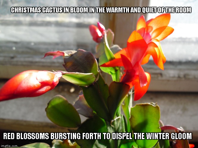 Christmas Cactus Imgflip