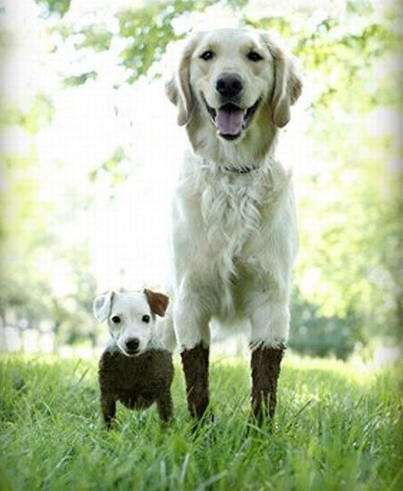 Dogs in MUD big and little dogs Blank Template Imgflip