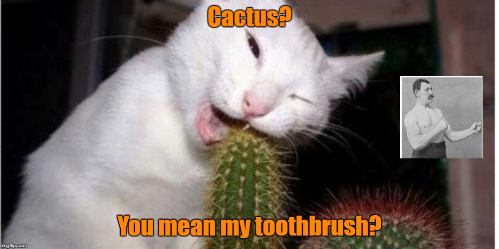 Christmas Cactus Meme cactus Imgflip