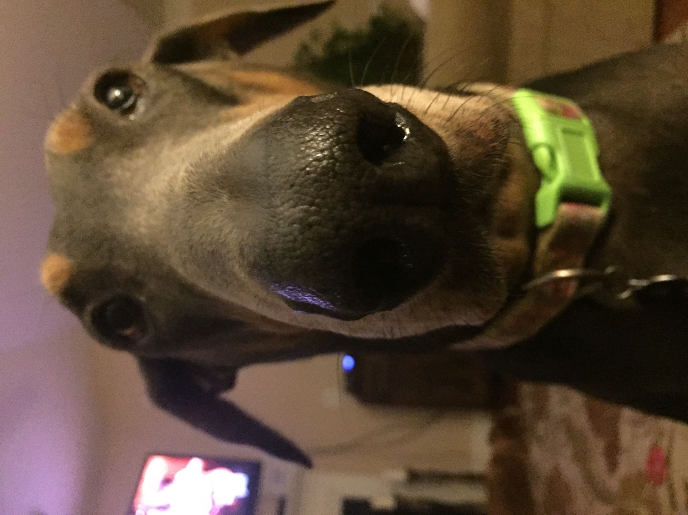 Big dog nose doggie Blank Template Imgflip