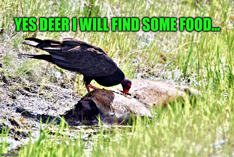 vulture Memes & GIFs Imgflip