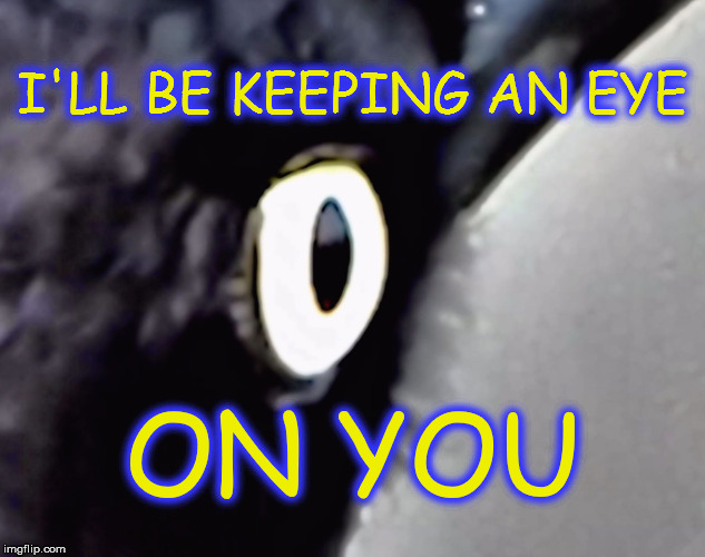 Birds Eye View Imgflip