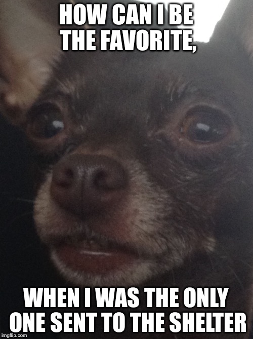 Image tagged in sad realization dog Imgflip