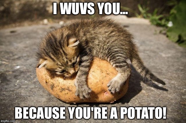 potato cat Imgflip